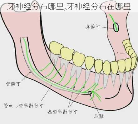 牙神经分布哪里,牙神经分布在哪里